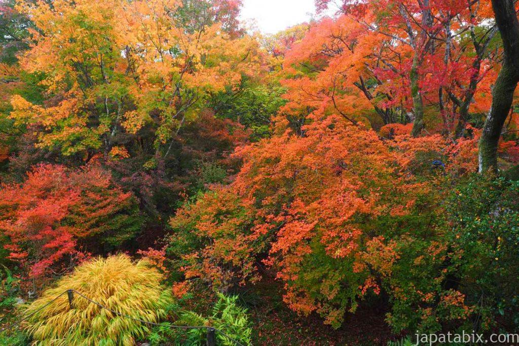 京都 嵯峨 宝筐院 境内の紅葉