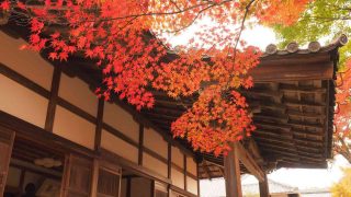 京都 嵯峨 宝筐院 本堂の紅葉