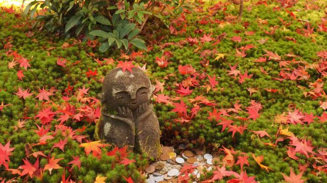 京都 圓光寺 十牛之庭の紅葉