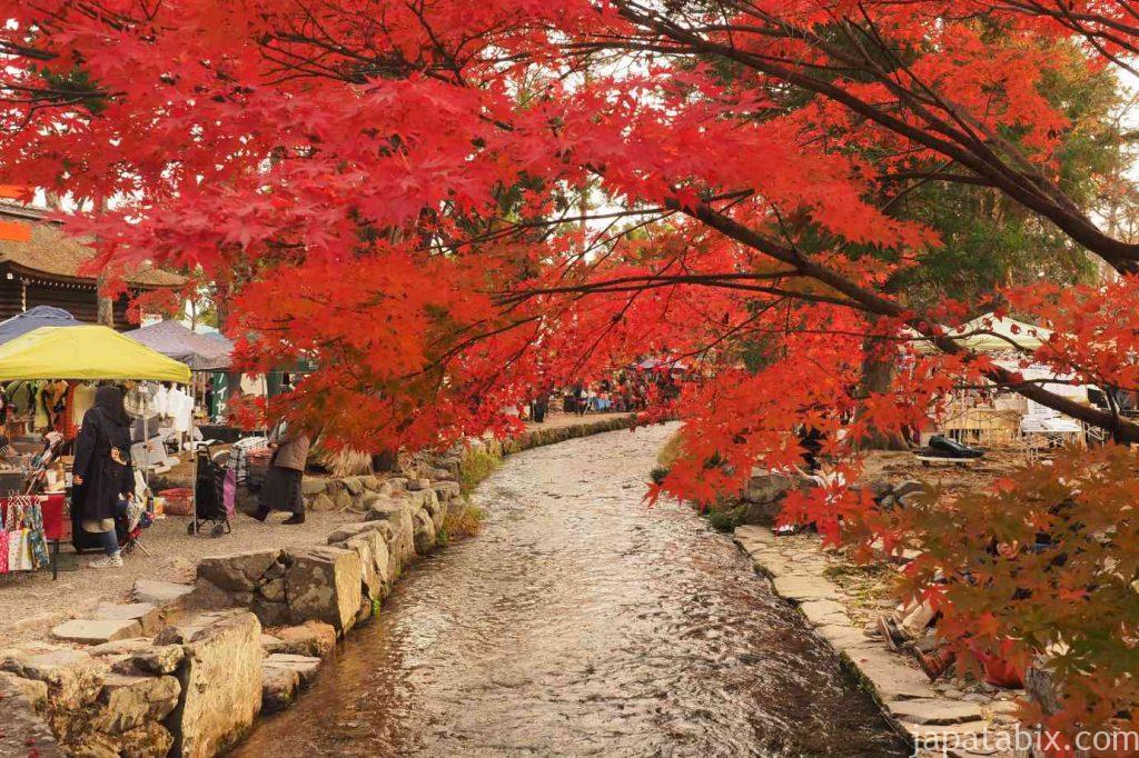京都 上賀茂神社 ならの小川と紅葉