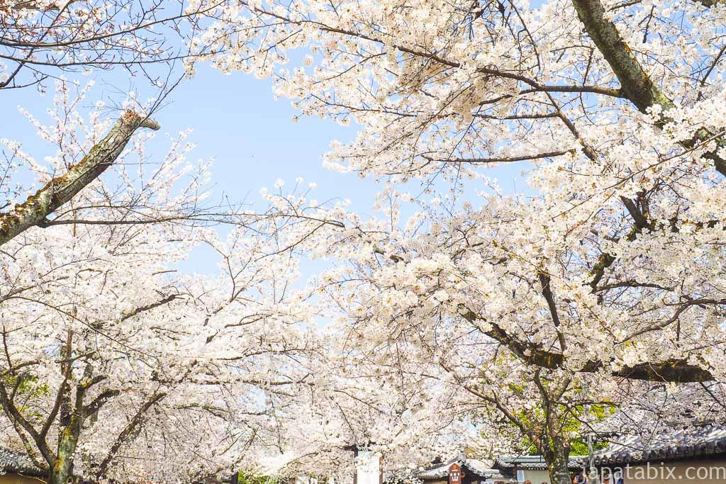 京都 醍醐寺の満開の桜
