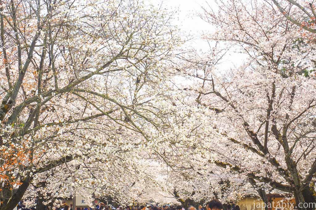 京都 醍醐寺の満開の桜