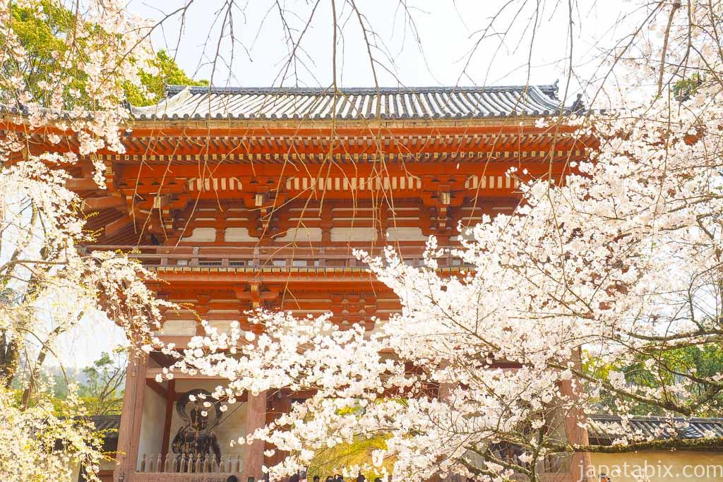 京都 醍醐寺 仁王門の桜