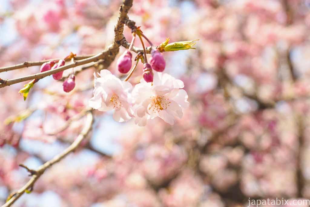 京都 醍醐寺 霊宝館の桜