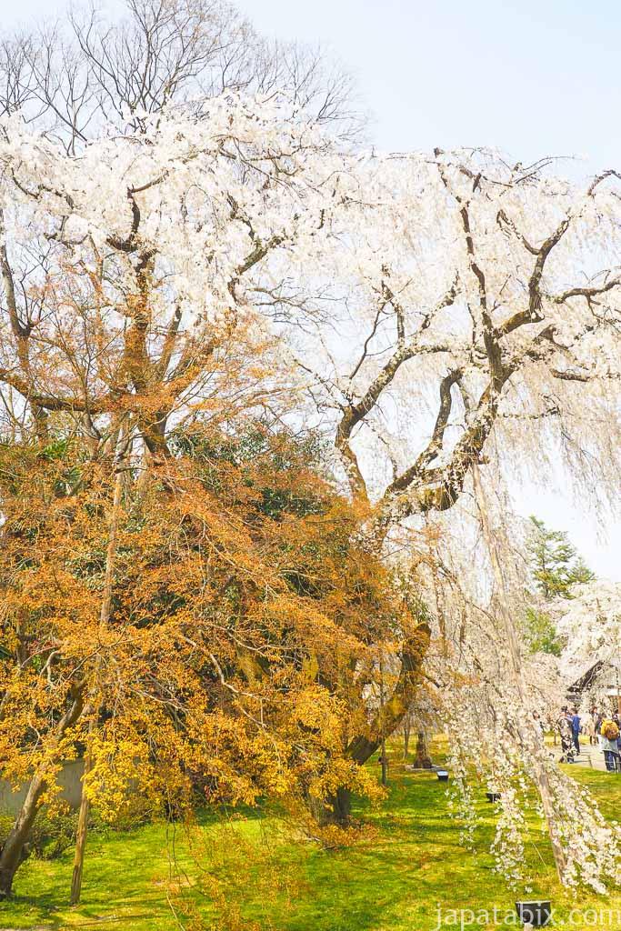 京都 醍醐寺 霊宝館の桜