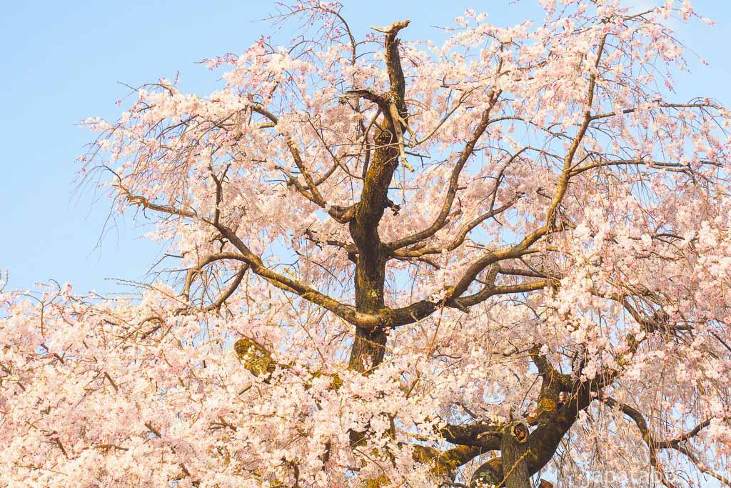 京都 早朝の円山公園と一重白彼岸枝垂桜