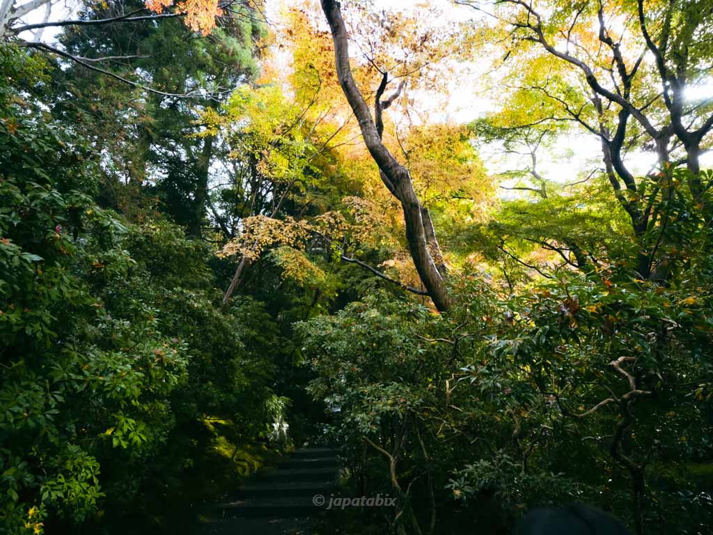 京都 瑠璃光院 紅葉