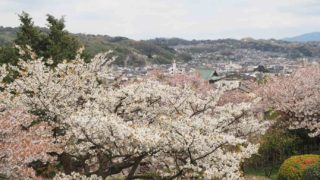 金沢市 兼六園の桜