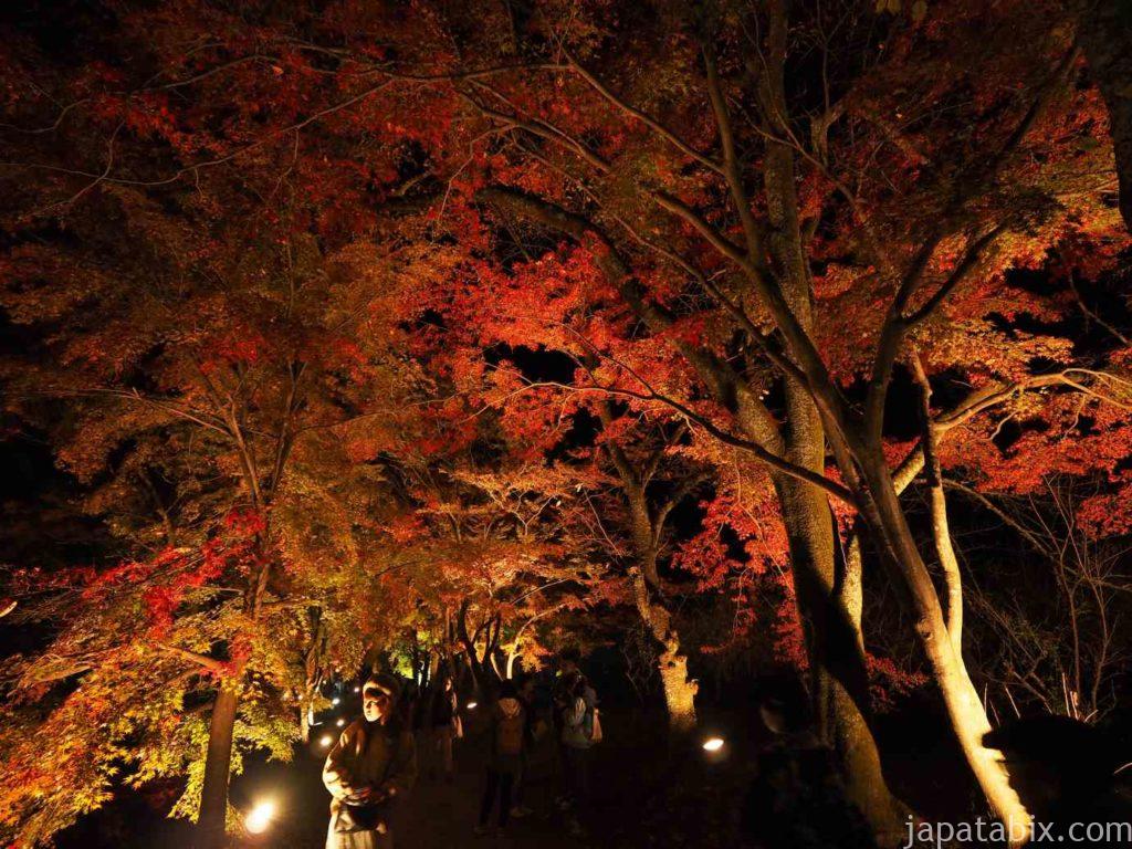 京都 大覚寺の紅葉ライトアップ