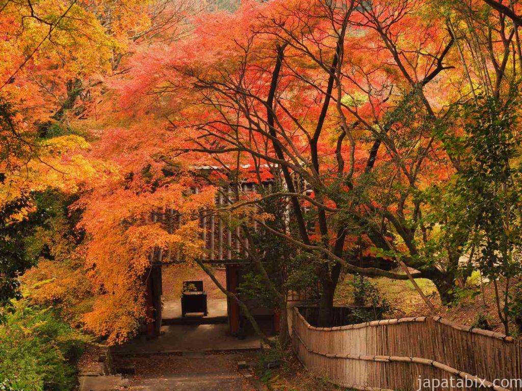 京都 金蔵寺の紅葉