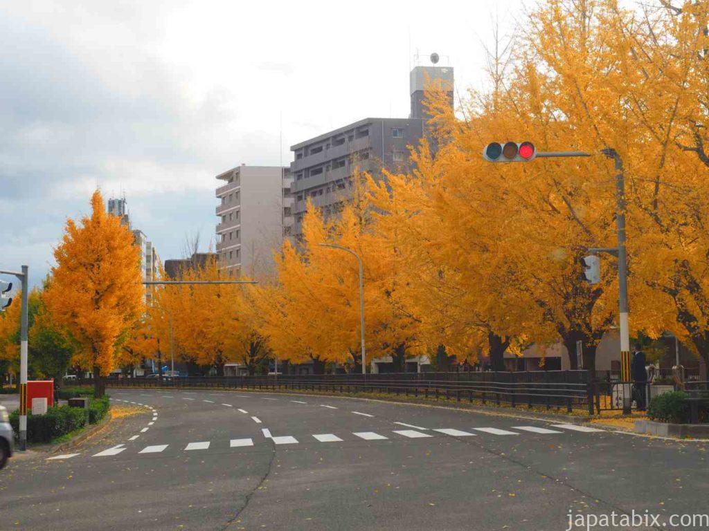 京都市内のイチョウ並木