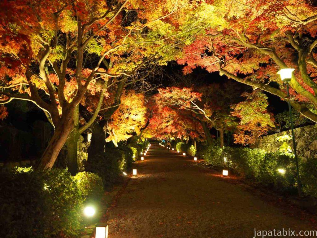 滋賀 西教寺の紅葉ライトアップ