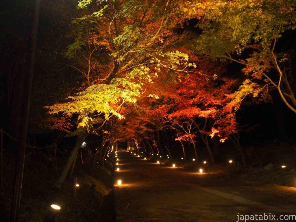 京都 醍醐寺の紅葉ライトアップ
