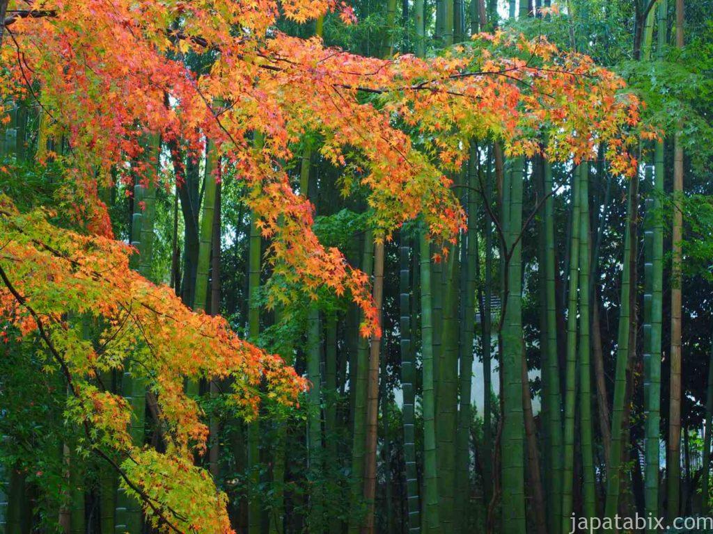 京都 地蔵院の紅葉