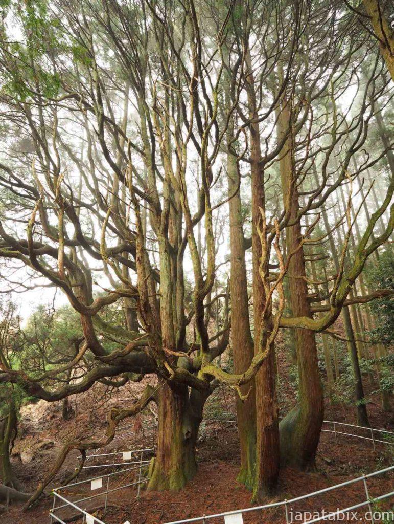 熊本 高森殿の杉