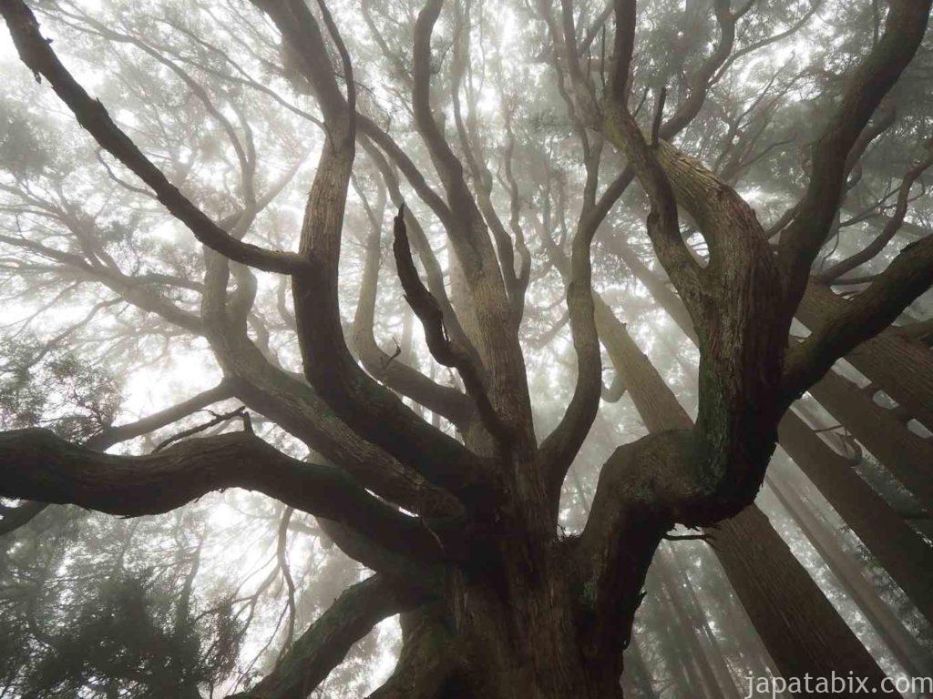 熊本 高森殿の杉