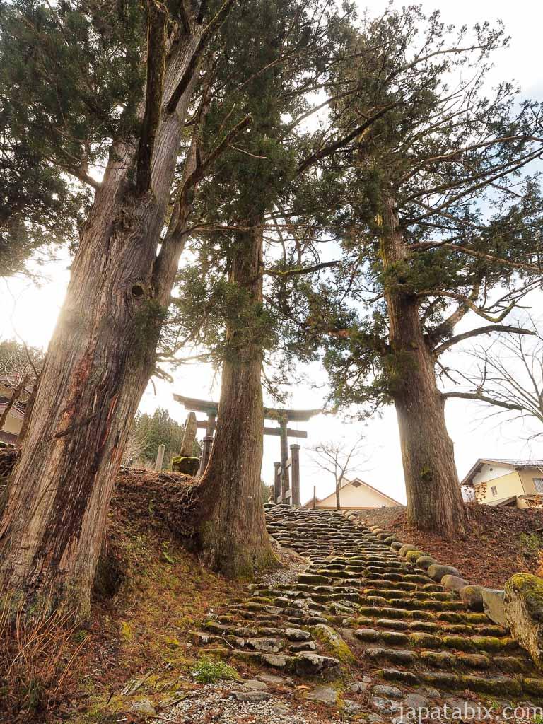 岐阜 白山中居神社 境内の巨木群