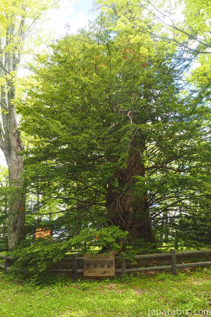 北海道 巨木 芦別 黄金水松