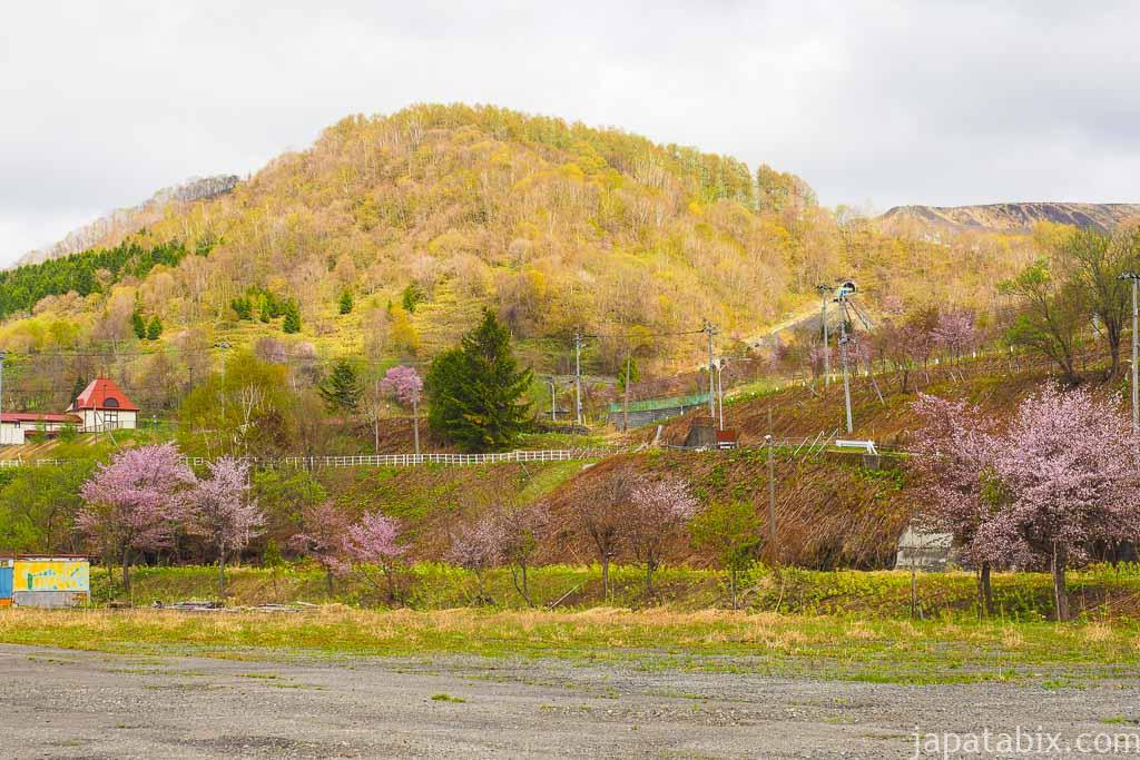 花畑牧場夕張希望の丘 の桜