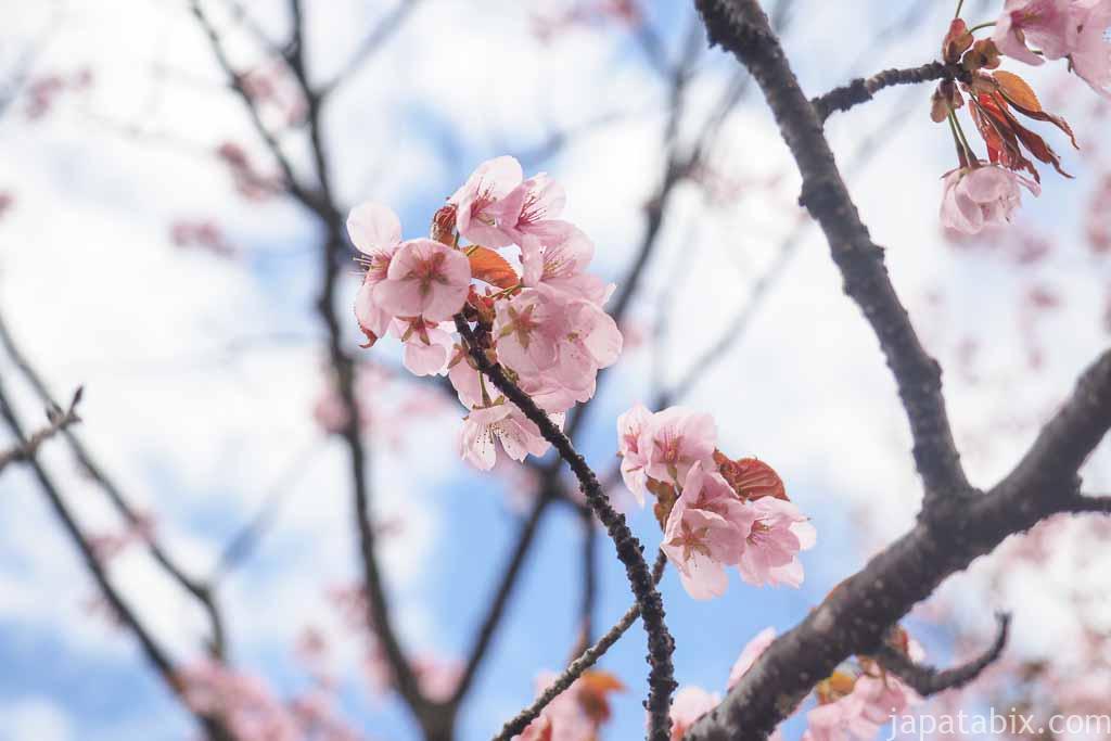 旭山動物園前の桜