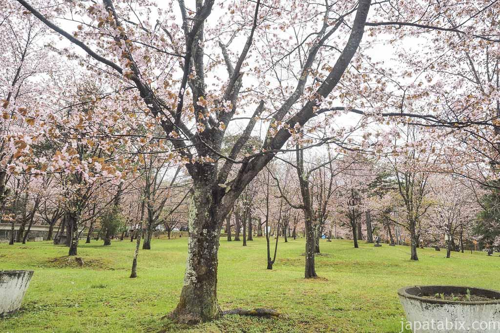 旭山動物園前の桜
