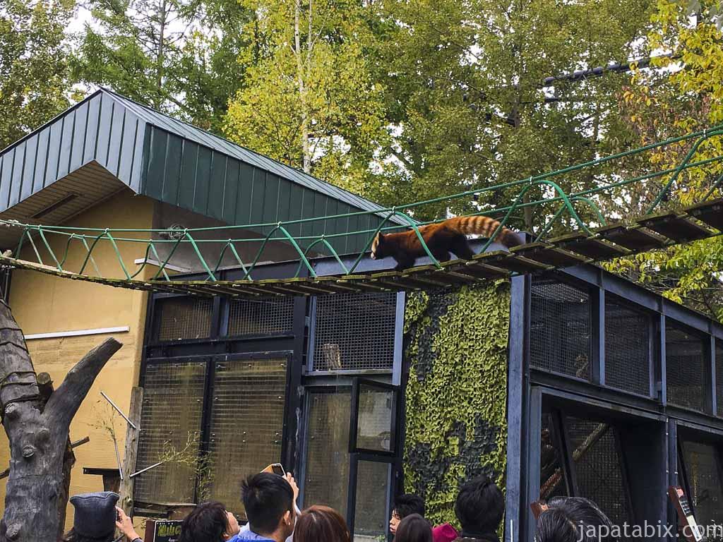 旭山動物園 レッサーパンダ舎