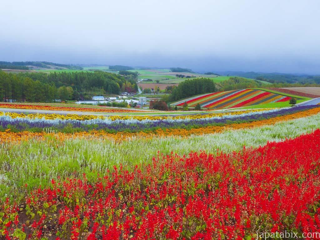 北海道 美瑛町 見ごろを迎える四季彩の丘 