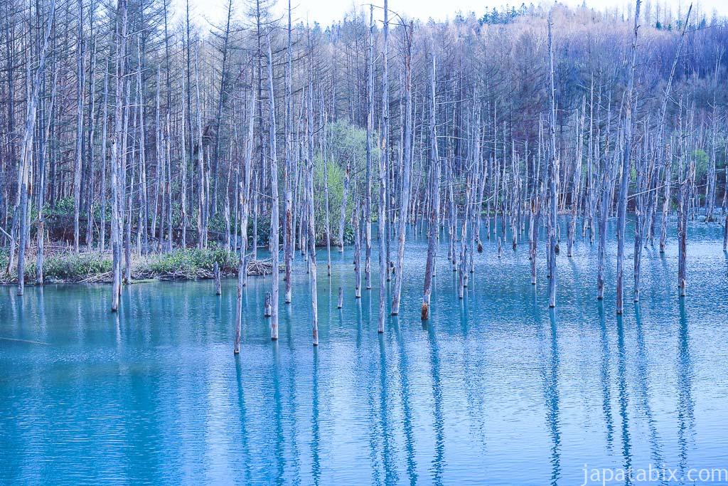 北海道 美瑛町 青い池