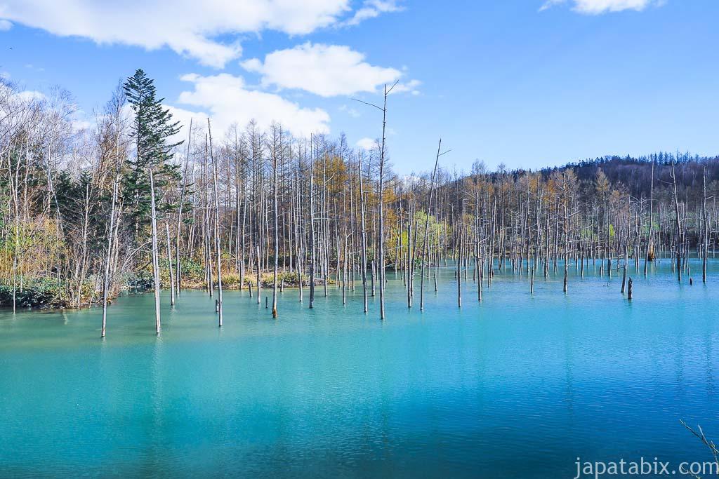 北海道 美瑛町 青い池と青空