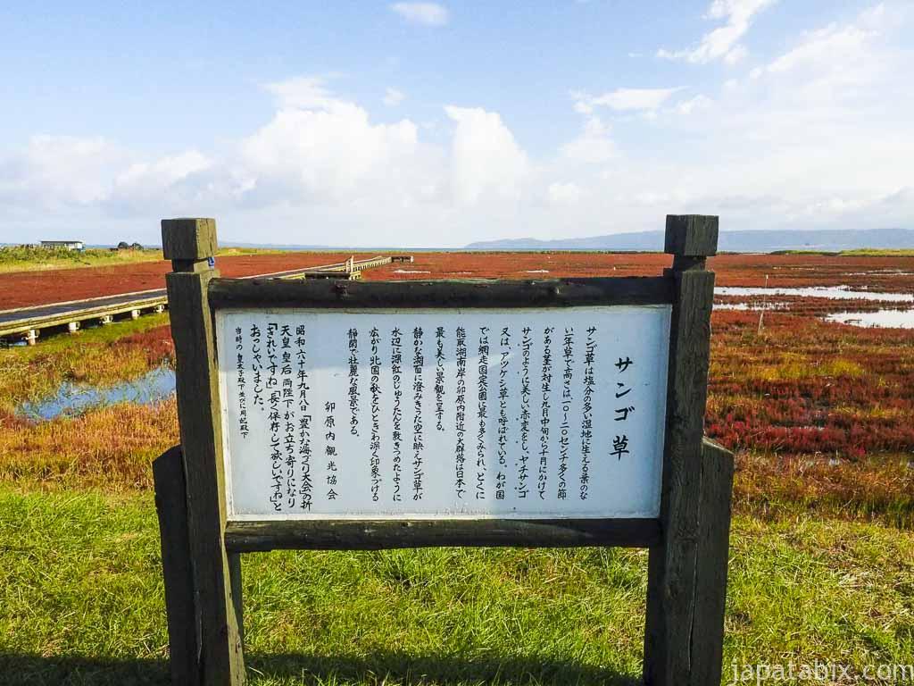 北海道網走市 能取湖のサンゴ草の紅葉