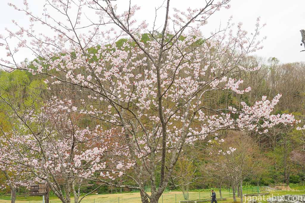 別保公園の桜