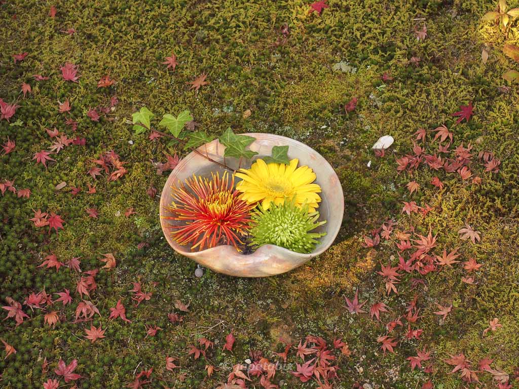 京都 勝林寺の花と散りモミジ
