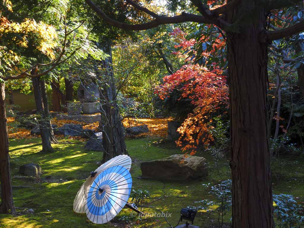 京都 勝林寺 和傘と紅葉