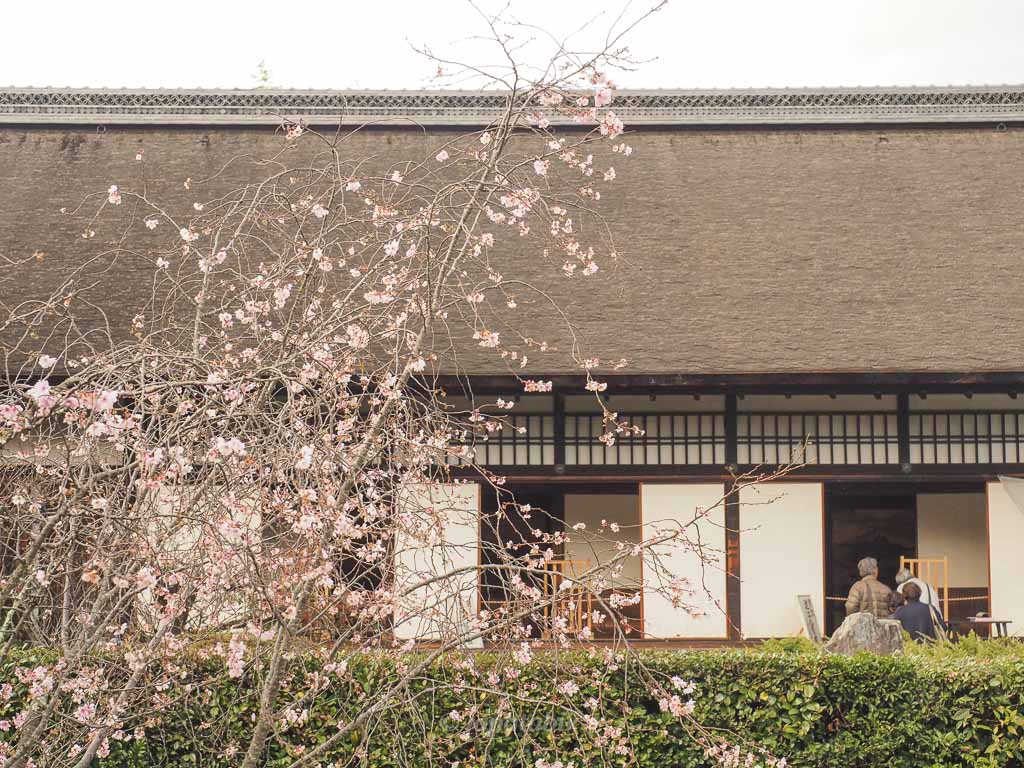 京都 勧修寺 十月桜