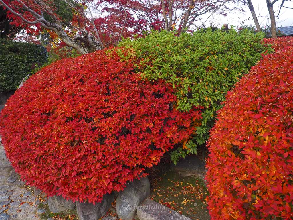 京都 名勝 勧修寺庭園の紅葉