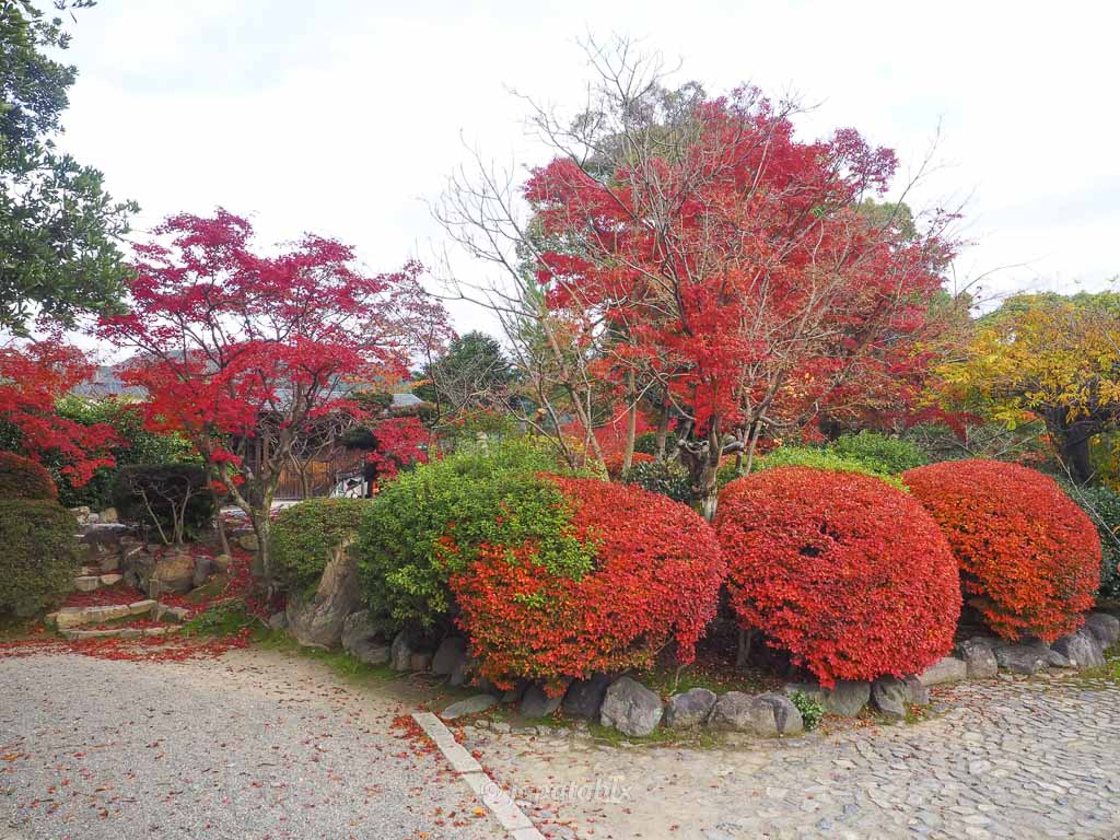京都 名勝 勧修寺庭園の紅葉