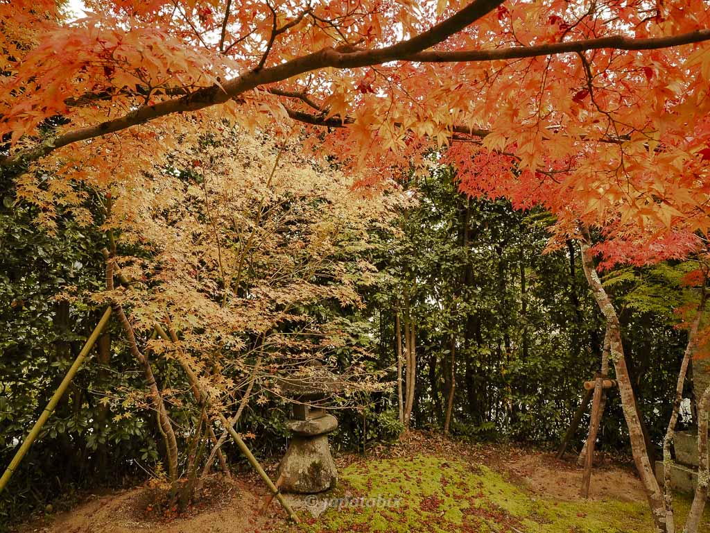 京都 金福寺 境内の紅葉