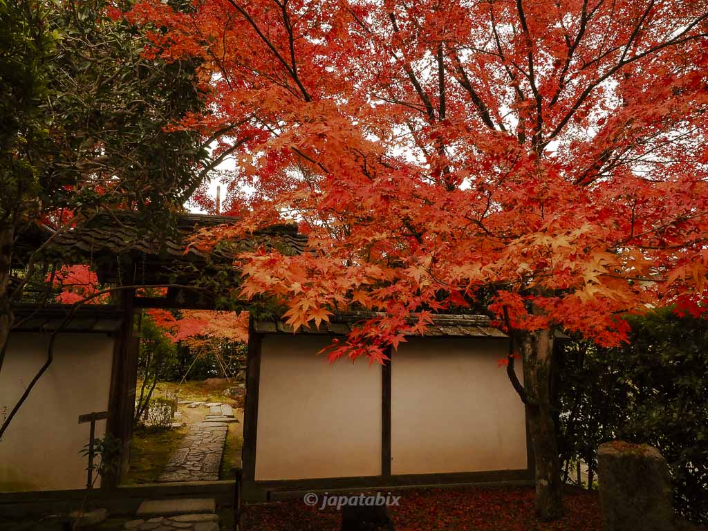 京都 金福時の紅葉