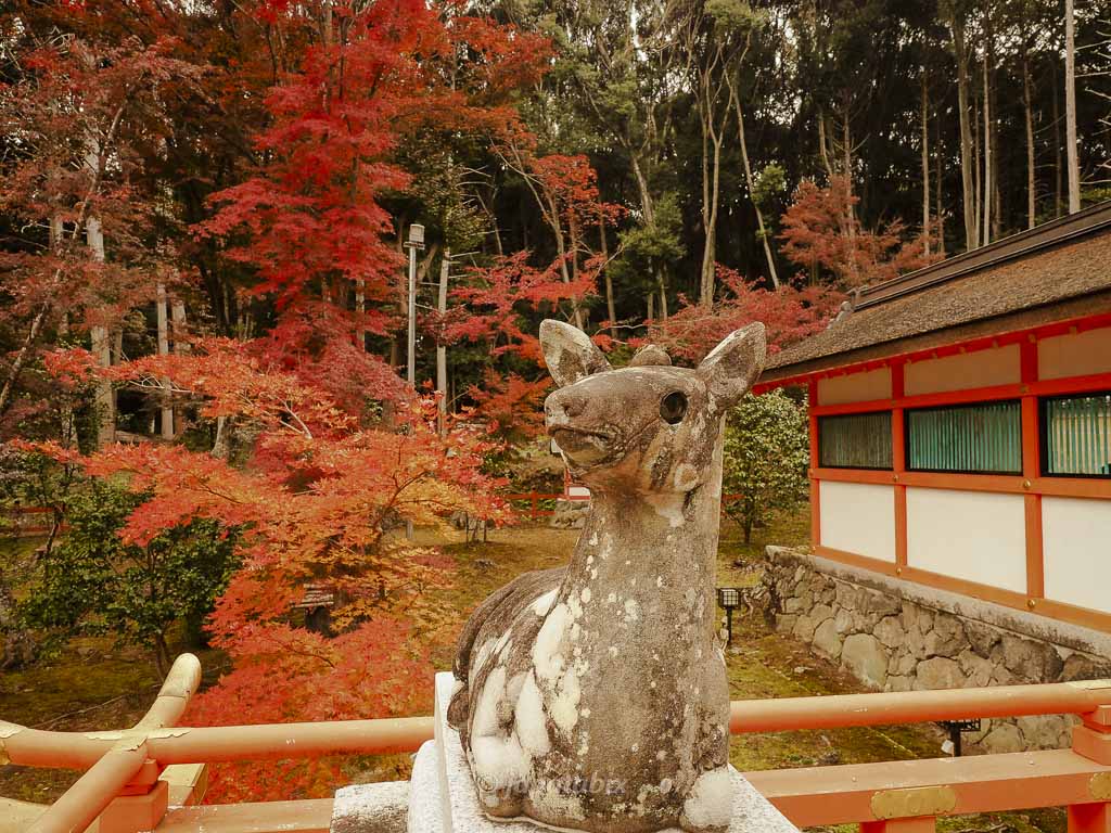 京都 大原野神社 神鹿