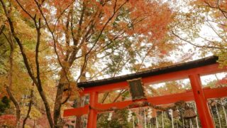 京都 大原野神社の紅葉