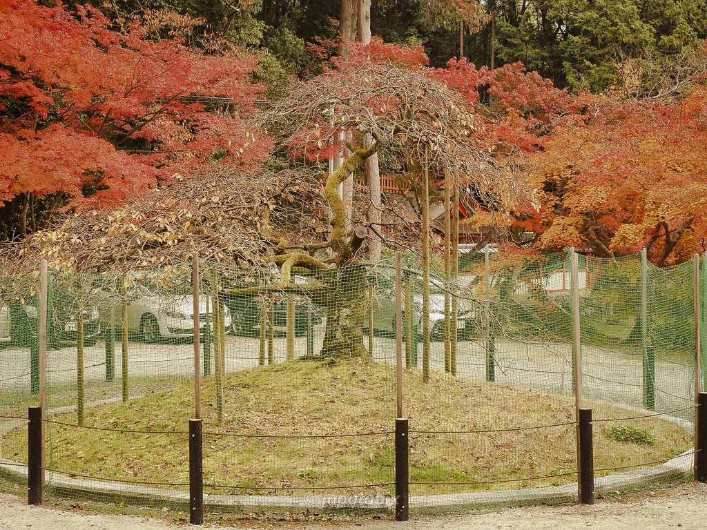 京都 大原野神社 千眼桜