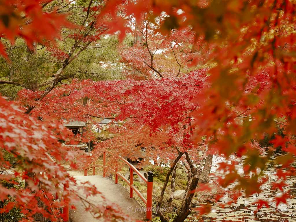 京都 大原野神社の紅葉