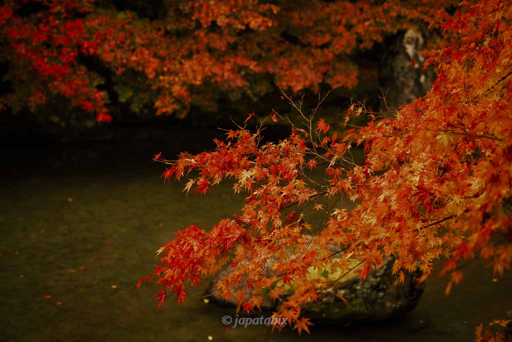 京都 蓮華寺の紅葉