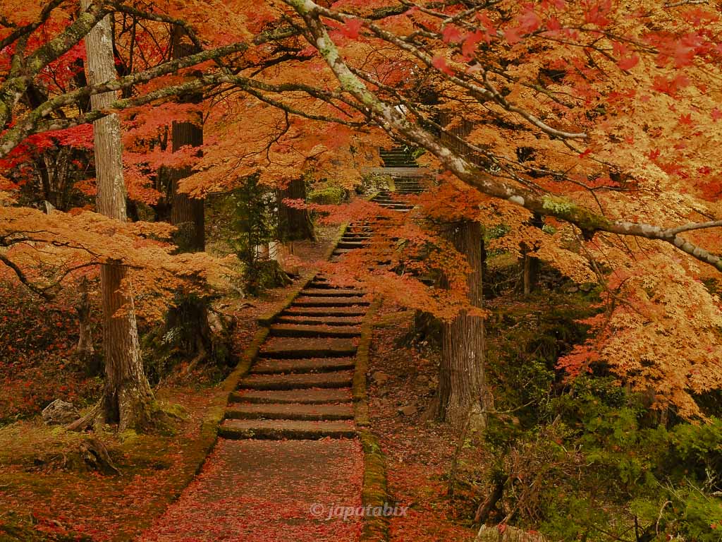 京都 龍穏寺の紅葉
