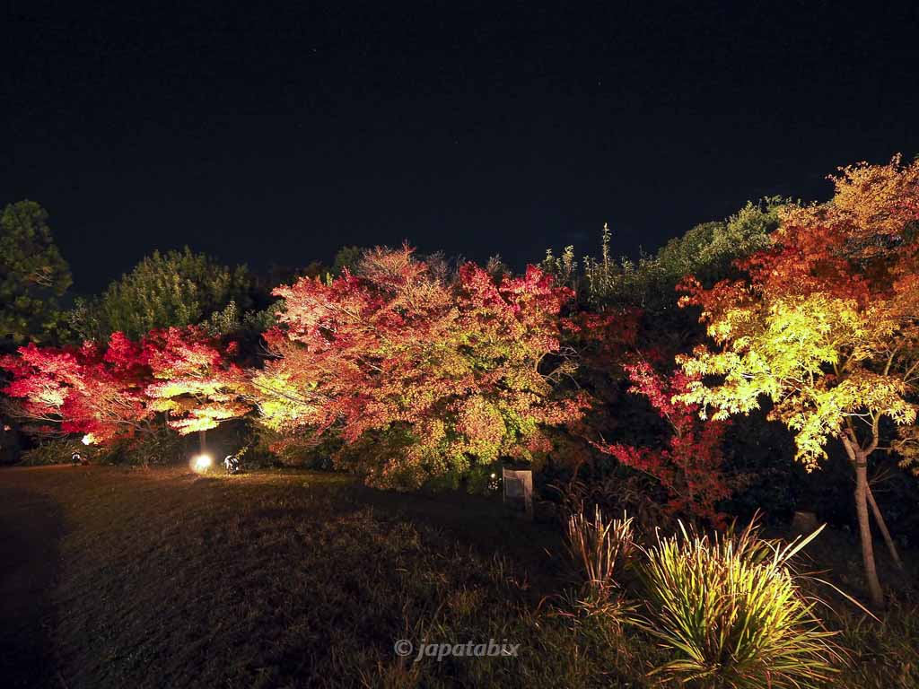 京都 梅小路公園の紅葉まつり