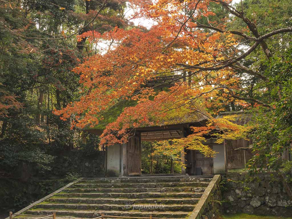 京都 法然院の紅葉