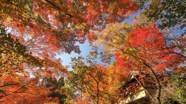 京都 今熊野観音寺の紅葉