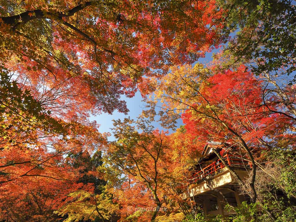 京都 今熊野観音寺の紅葉
