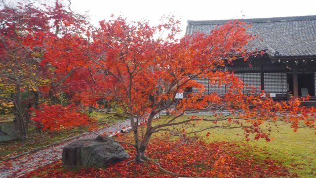京都 勧修寺の紅葉
