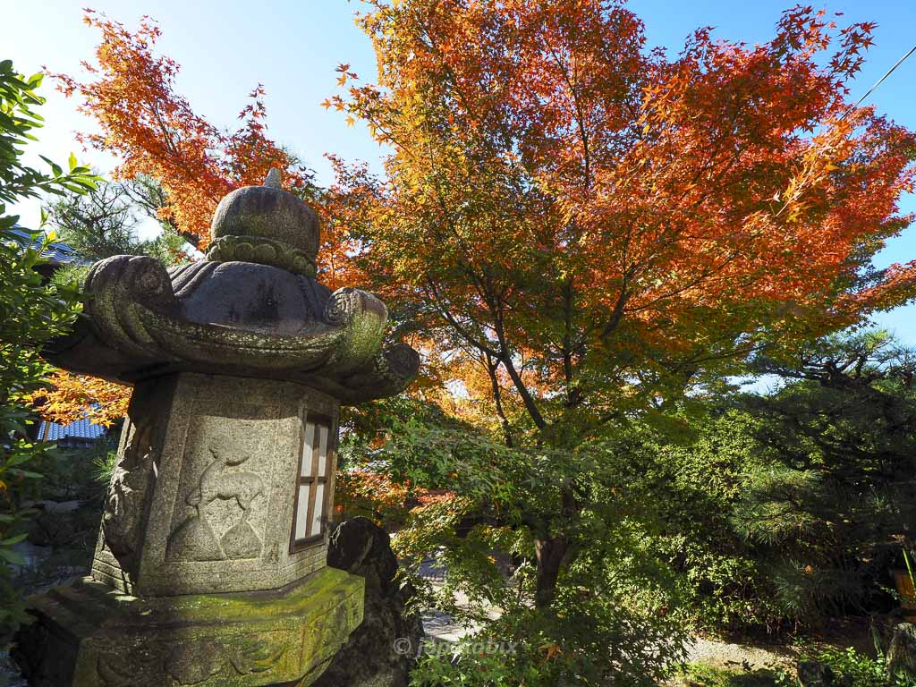 京都 光明院の紅葉